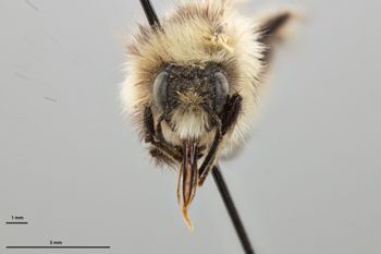Media type: image;   Entomology 810697 Aspect: head frontal view